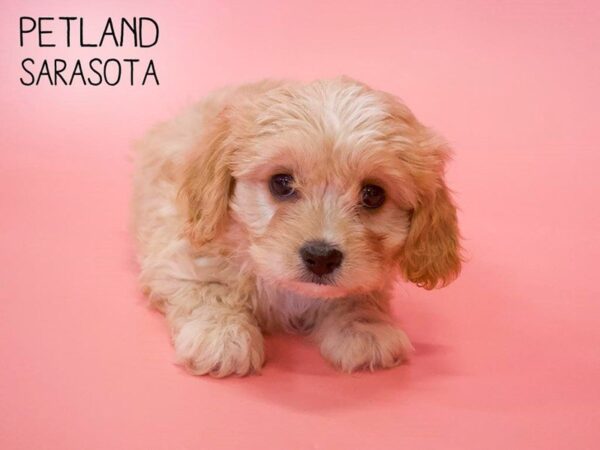Cavachon-DOG-Female-RUBY-25667-Dream Tails Sarasota, Florida