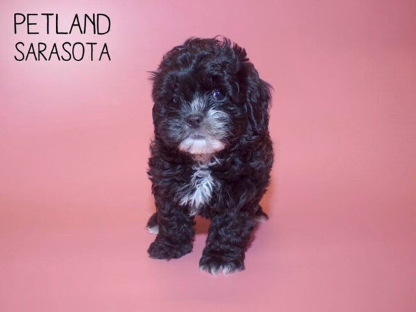 Shihpoo-DOG-Female-BLK-25665-Dream Tails Sarasota, Florida