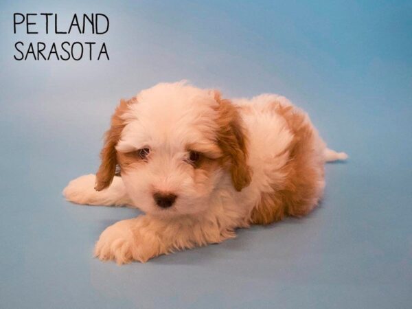 Cavachon-DOG-Male-BLENHEIM-25664-Dream Tails Sarasota, Florida