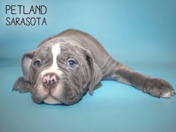 Old English Bulldog-DOG-Male-BLUE-25663-Dream Tails Sarasota, Florida