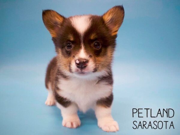 Pembroke Welsh Corgi-DOG-Male-TRI-25661-Dream Tails Sarasota, Florida