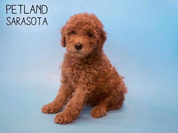 F2 MINI GOLDENDOODLE-DOG-Male-Red-25660-Dream Tails Sarasota, Florida