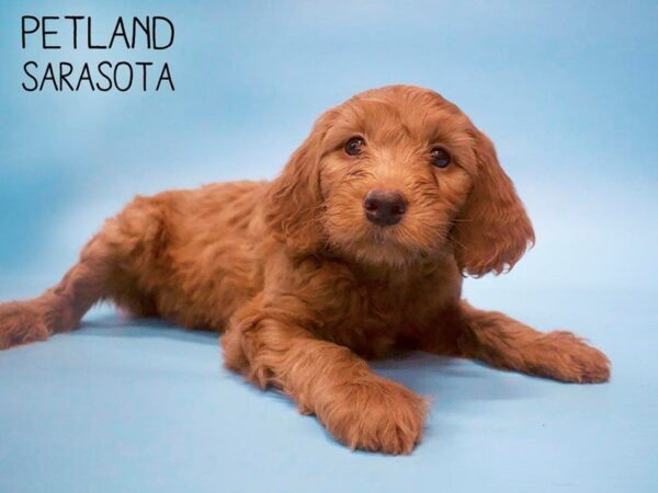 F2 MINI GOLDENDOODLE-DOG-Male-Red-25659-Dream Tails Sarasota, Florida