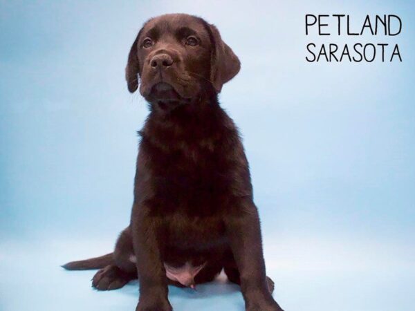 Labrador Retriever-DOG-Male-Black-25658-Dream Tails Sarasota, Florida