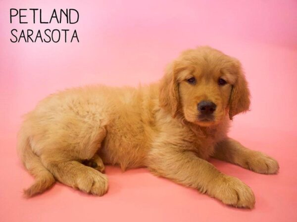 Golden Retriever-DOG-Female-Golden-25656-Dream Tails Sarasota, Florida