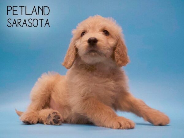 Goldendoodle-DOG-Male-Golden-25655-Dream Tails Sarasota, Florida