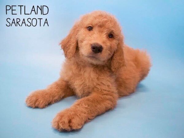 Goldendoodle-DOG-Male-Dark Golden-25654-Dream Tails Sarasota, Florida