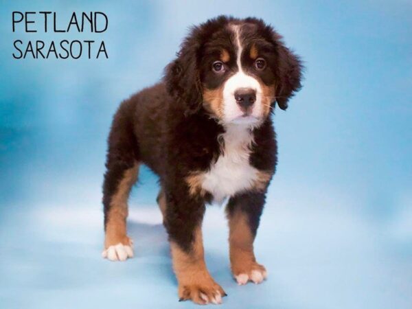Bernese Mountain Dog-DOG-Male-Tri-25653-Dream Tails Sarasota, Florida