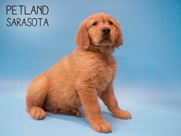 Golden Retriever-DOG-Male-Golden-25652-Dream Tails Sarasota, Florida