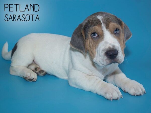Walrus-DOG-Male-Lilac & White-25651-Dream Tails Sarasota, Florida