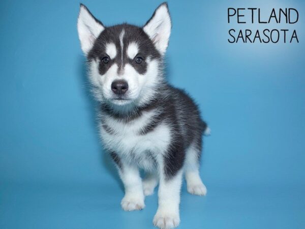 Siberian Husky-DOG-Male-Black & White-25673-Dream Tails Sarasota, Florida