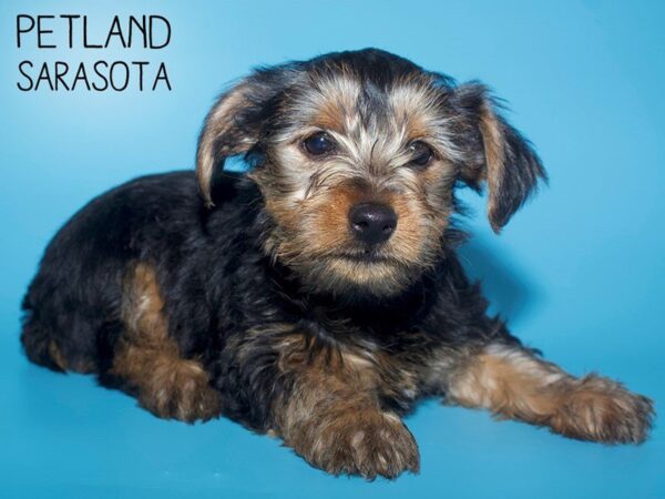 Yorkshire Terrier-DOG-Male-BLK TAN-25674-Dream Tails Sarasota, Florida