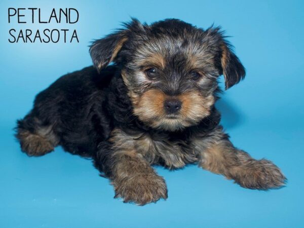 Yorkshire Terrier-DOG-Male-BLK TAN-25675-Dream Tails Sarasota, Florida