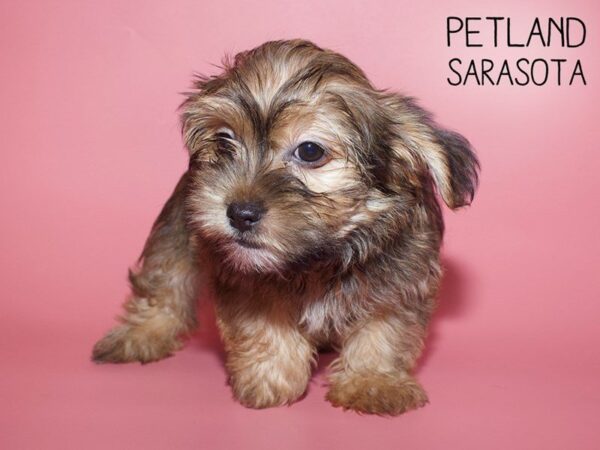 Shorkie-DOG-Female-BIEGE-25676-Dream Tails Sarasota, Florida