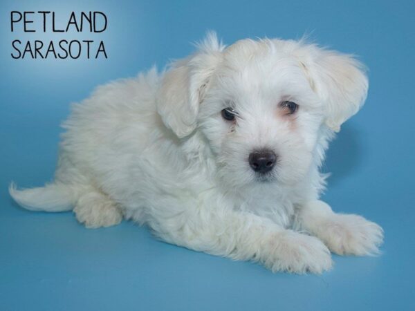 Bichon Frise-DOG-Male-White-25677-Dream Tails Sarasota, Florida
