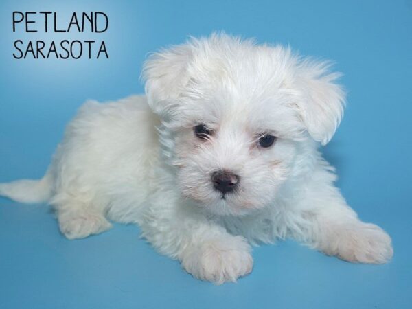 Maltese-DOG-Male-WHITE-25680-Dream Tails Sarasota, Florida