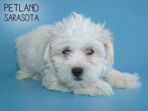 Maltishi-DOG-Male-white-25682-Dream Tails Sarasota, Florida