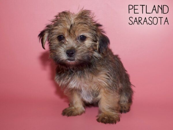 Shorkie-DOG-Female-BIEGE-25681-Dream Tails Sarasota, Florida