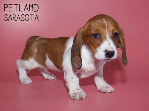 Cocker Spaniel-DOG-Female-CHOC MERLE-25686-Dream Tails Sarasota, Florida