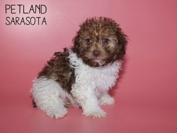 Shihpoo-DOG-Female-brown white-25685-Dream Tails Sarasota, Florida