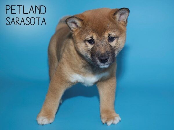 Shiba Inu-DOG-Male-RED-25687-Dream Tails Sarasota, Florida
