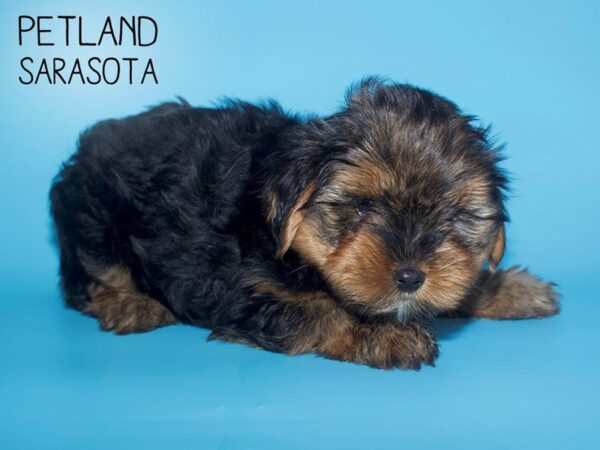 Yorkshire Terrier-DOG-Male-BLACK TAN-25688-Dream Tails Sarasota, Florida