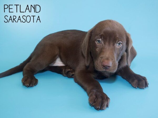 Labrador Retriever-DOG-Male-Chocolate-25689-Dream Tails Sarasota, Florida