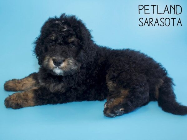 Bernadoodle-DOG-Male-Black Rust / White-25701-Dream Tails Sarasota, Florida