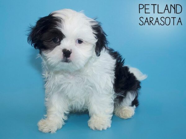 Shih Tzu-DOG-Male-Black / White-25698-Dream Tails Sarasota, Florida