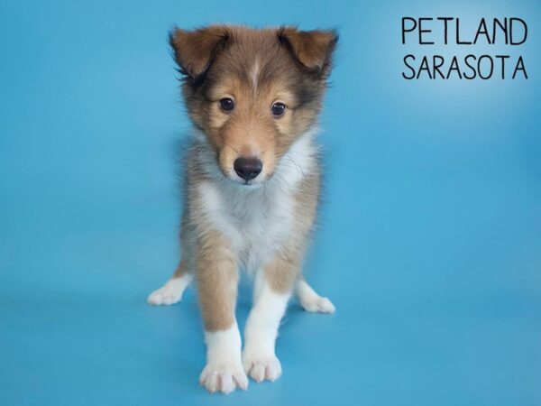 Shetland Sheepdog-DOG-Male-Sable / White-25697-Dream Tails Sarasota, Florida