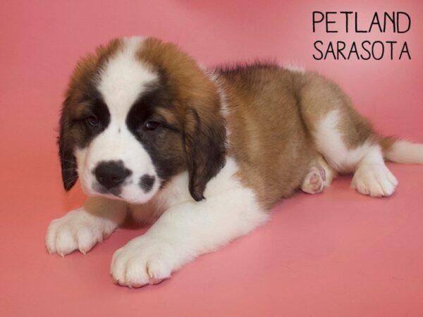 Saint Bernard-DOG-Female-Brown / White-25696-Dream Tails Sarasota, Florida