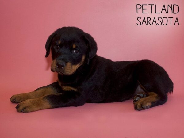 Rottweiler-DOG-Female-Black / Tan-25695-Dream Tails Sarasota, Florida