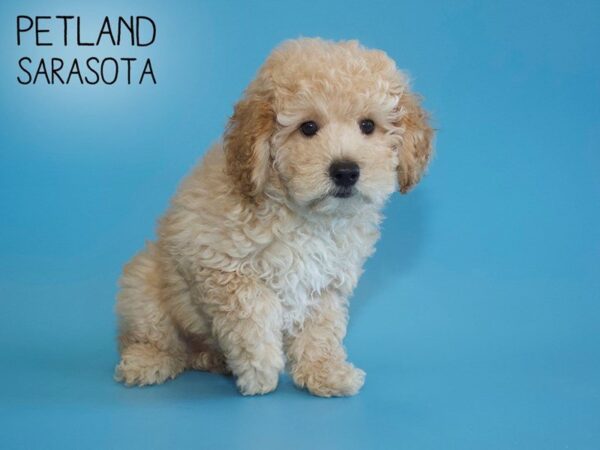 Miniature Poodle-DOG-Male-Apricot-25694-Dream Tails Sarasota, Florida