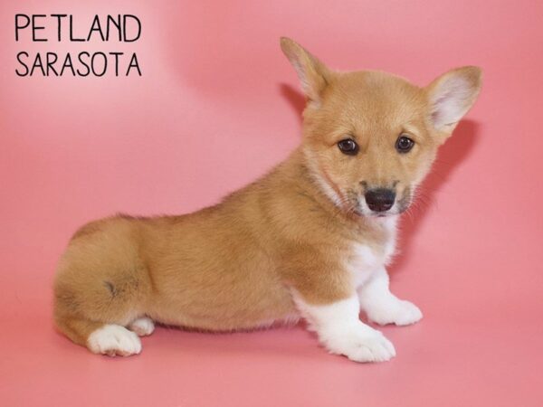 Pembroke Welsh Corgi-DOG-Female-Red / White-25693-Dream Tails Sarasota, Florida
