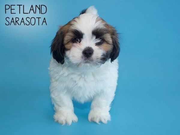 Lhasa Apso-DOG-Male-Red / White-25692-Dream Tails Sarasota, Florida