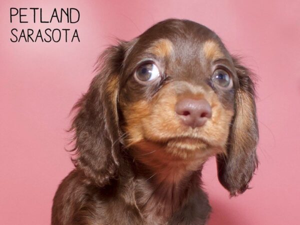 Dachshund-DOG-Female-Chocolate / Tan-25691-Dream Tails Sarasota, Florida