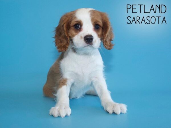 Cavalier King Charles Spaniel-DOG-Male-Blenheim / White-25690-Dream Tails Sarasota, Florida