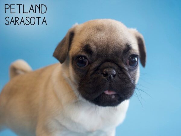 Pug-DOG-Male-Fawn-25715-Dream Tails Sarasota, Florida