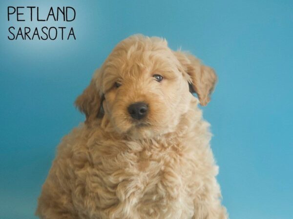 F1B Mini Goldendoodle-DOG-Male-RED-25714-Dream Tails Sarasota, Florida