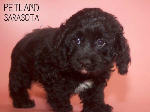 Cockapoo-DOG-Female-BLK-25713-Dream Tails Sarasota, Florida