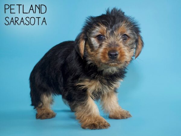 Yorkshire Terrier-DOG-Male-BLK TAN-25712-Dream Tails Sarasota, Florida