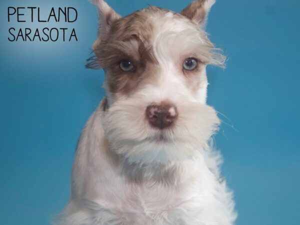 Miniature Schnauzer-DOG-Male-liver white-25711-Dream Tails Sarasota, Florida