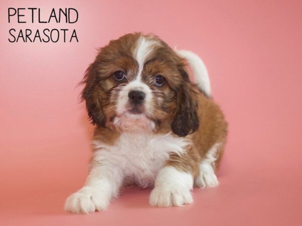 CavaTzu-DOG-Female-TRI-25710-Dream Tails Sarasota, Florida