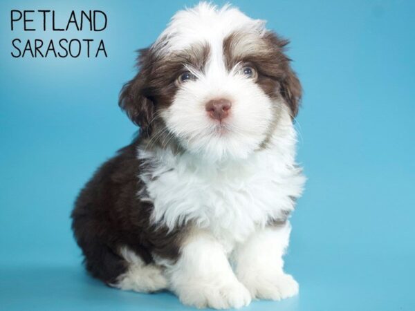 Havanese-DOG-Male-choc white-25709-Dream Tails Sarasota, Florida