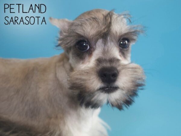 Miniature Schnauzer-DOG-Male-SALT PEPPER-25708-Dream Tails Sarasota, Florida