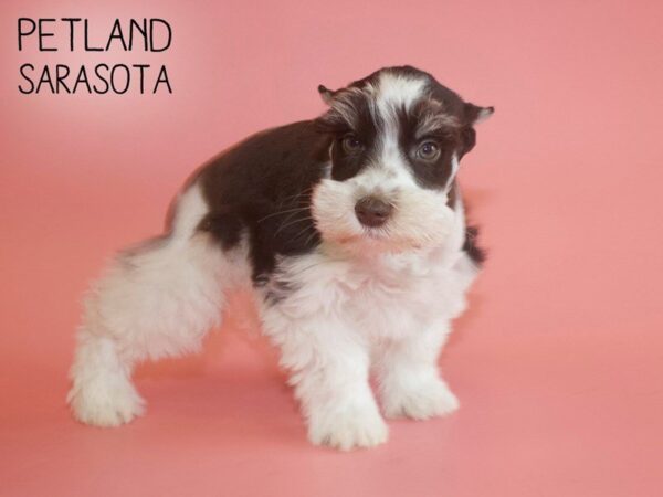 Miniature Schnauzer-DOG-Female-liver white-25707-Dream Tails Sarasota, Florida