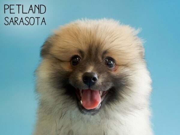 Pomeranian-DOG-Male-SABLE-25706-Dream Tails Sarasota, Florida