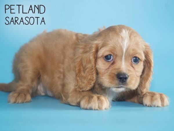 Cavalier King Charles Spaniel-DOG-Male-RUBY-25705-Dream Tails Sarasota, Florida
