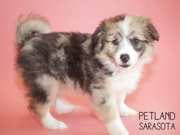 Aussiemo-DOG-Female-Sable-25703-Dream Tails Sarasota, Florida