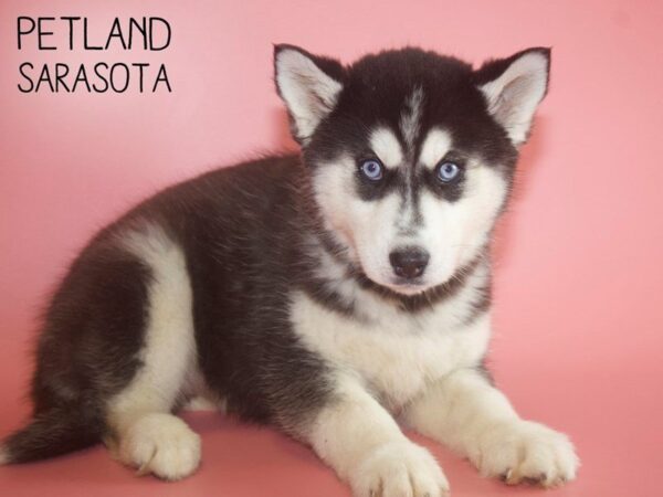 Siberian Husky-DOG-Female-Black & White-25702-Dream Tails Sarasota, Florida